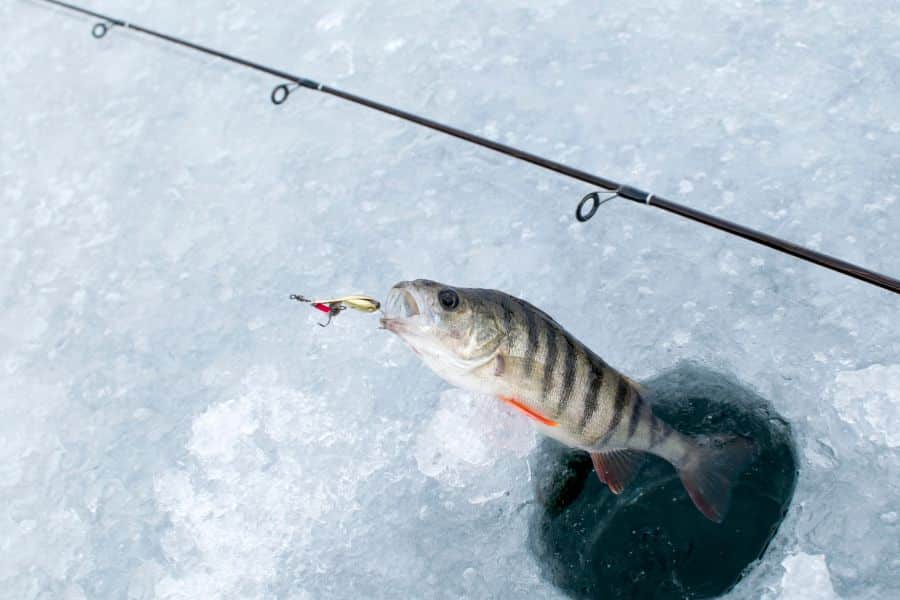 fish on a hook coming out of a hole in the ice