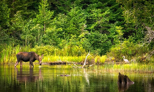 Moose in water