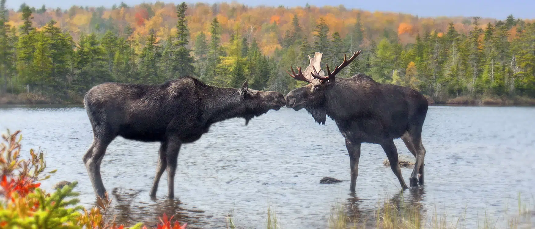 two Moose kissing