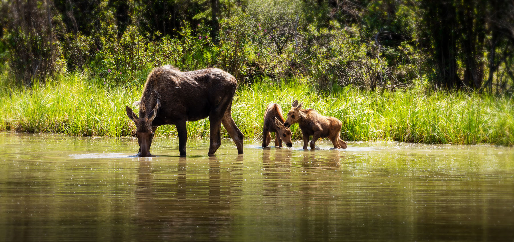 Female Moose with Calf