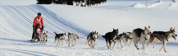 Dog Sledding Adventures - Full and Half Day Trips Available