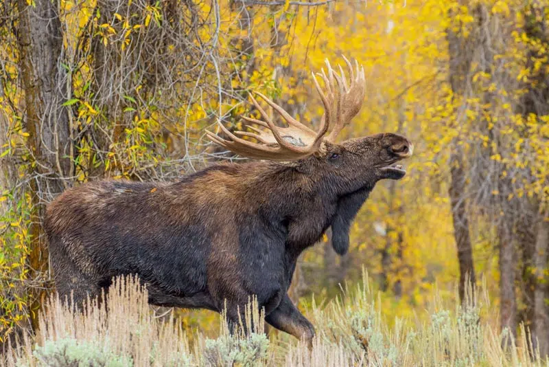 Maine Fall Foliage Moose Tours at Moosehead Lake