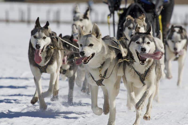Moosehead Lake Area 100-Mile Wilderness Sled Dog Race