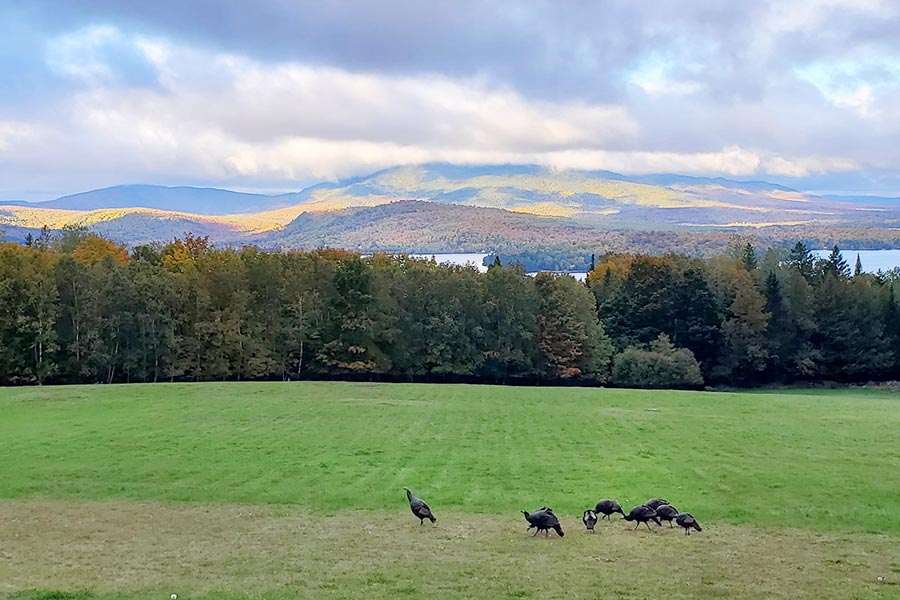 Autumn turkeys on the lawn at Lodge at Moosehead Lake Inn