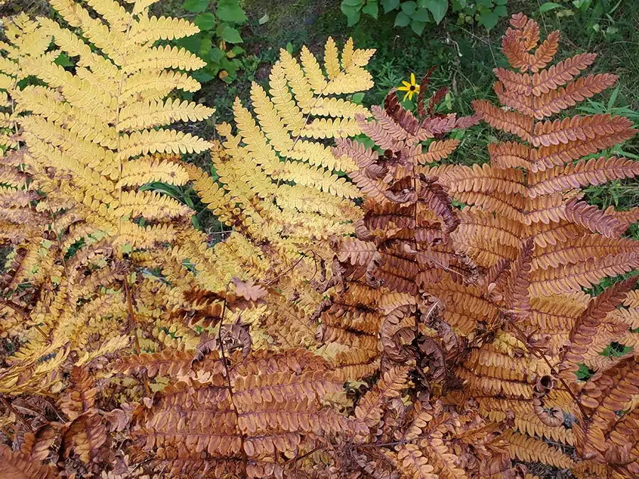 Autumn colors in fern fronds