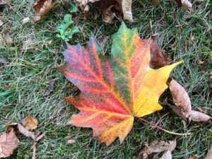 a maple leaf displaying a range of fall colors