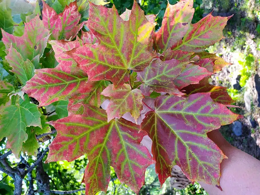 Maine fall foliage colors