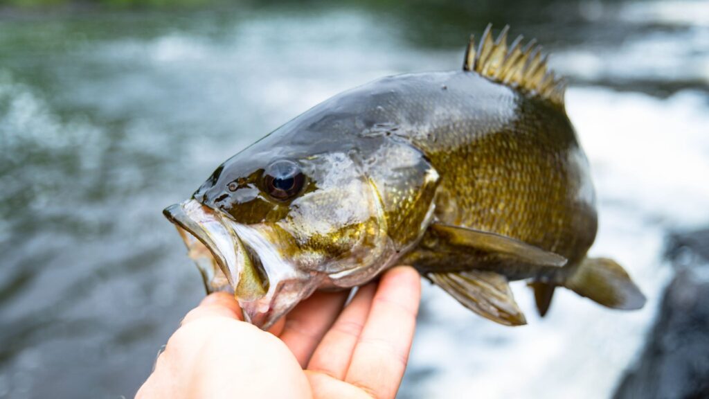 a person holding up a smallmouth bass