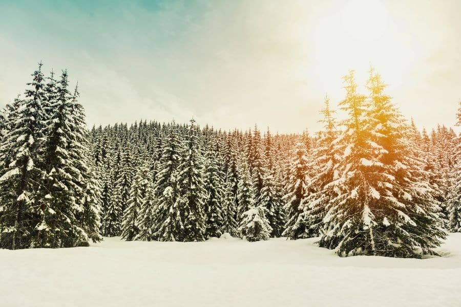 light breaking through snow covered firs