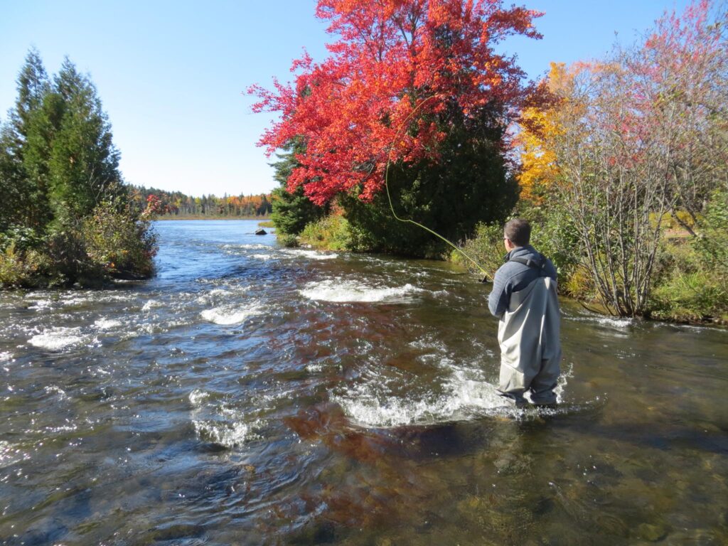 Man fly fishing in a river near Moosehead Lake during peak fall foliage in Maine