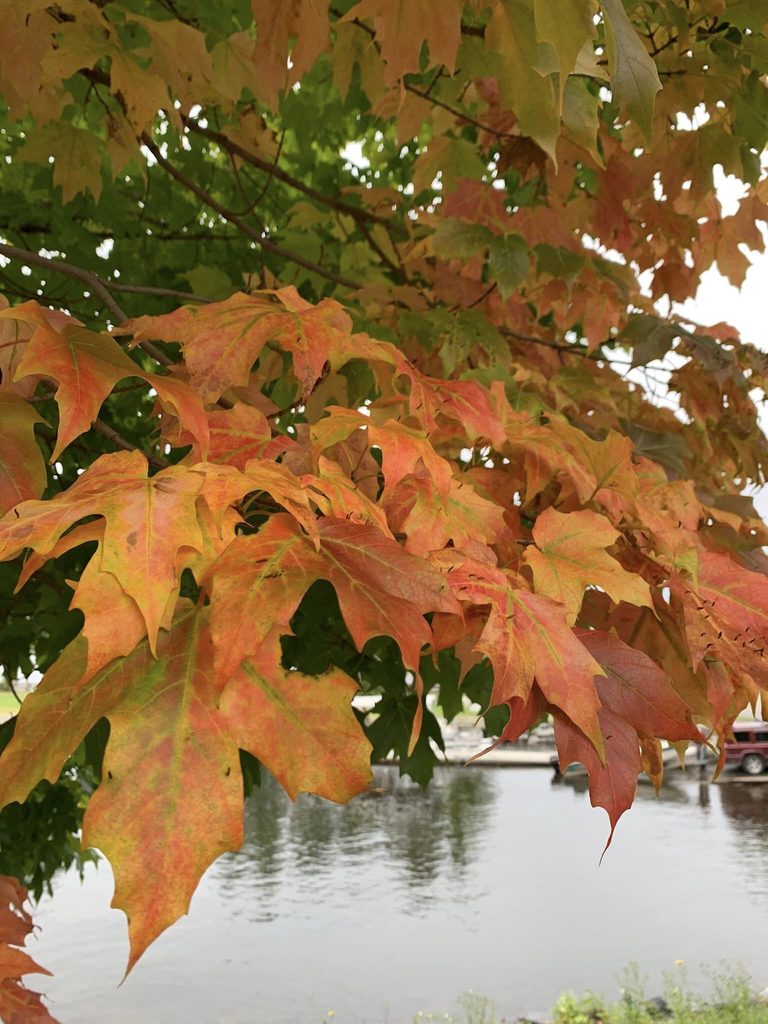 Maple and birch trees turning color early at Moosehead Lake