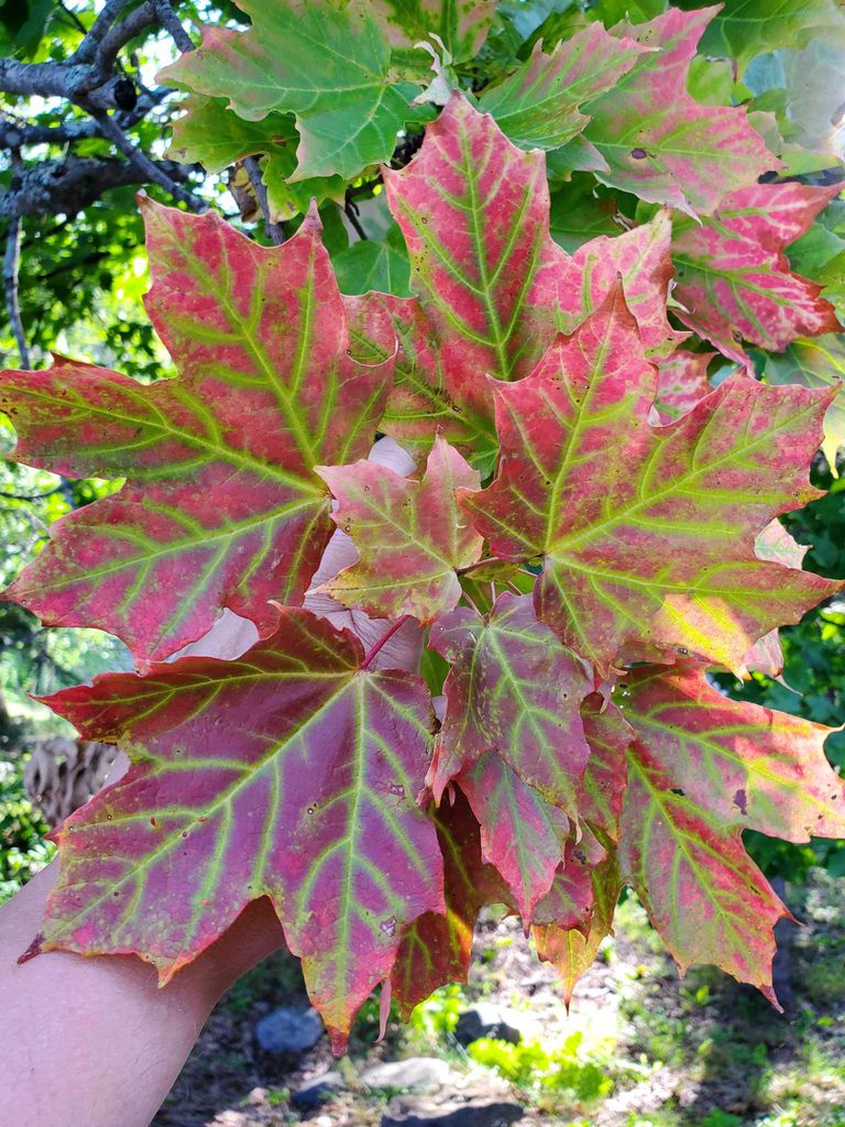 Scenic fall drive near Moosehead Lake with red and gold foliage