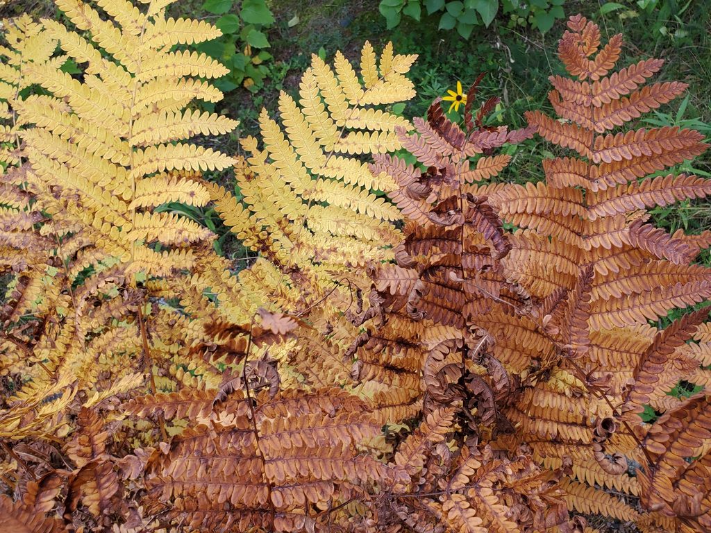 Fall colors along the Moosehead Lake shoreline in Maine